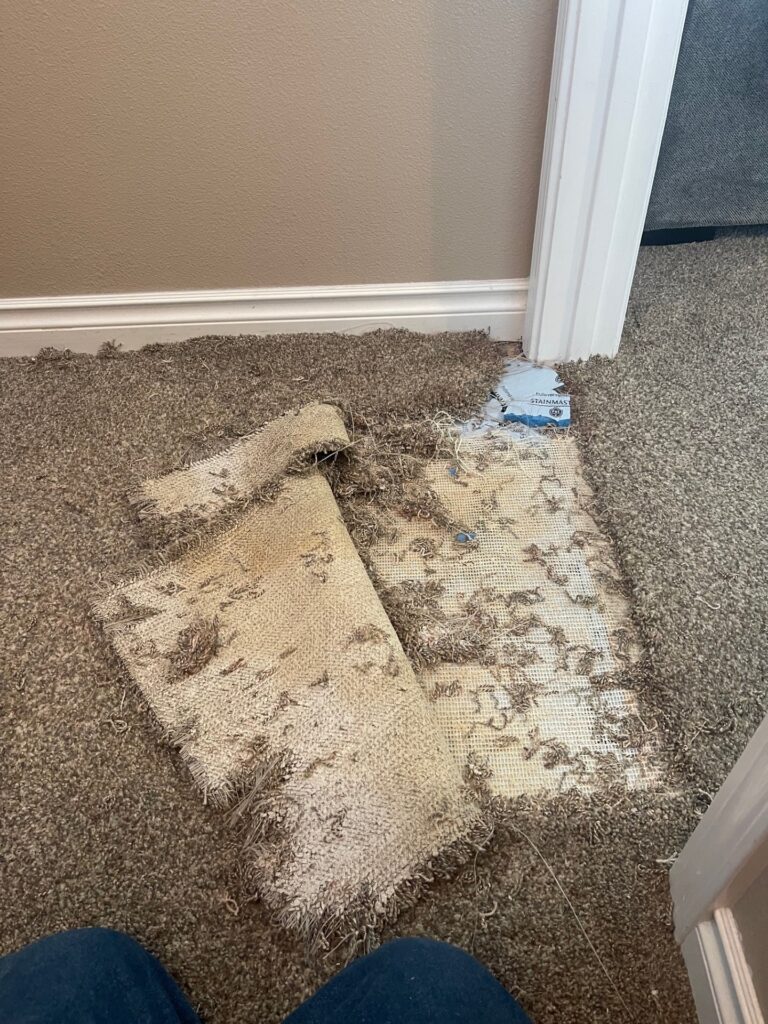 Pasco carpet reparis
